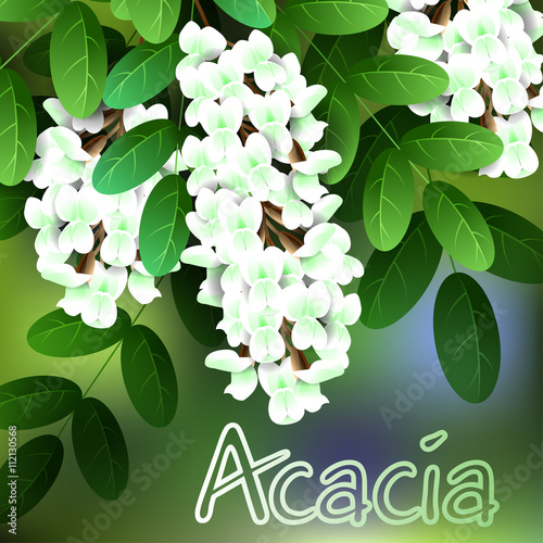 Beautiful spring flowers acacia. Cards or your design with space for text. Vector