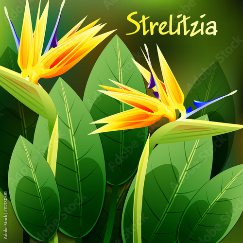 Fototapeta Naklejka Na Ścianę i Meble -  Beautiful spring flowers Strelitzia Reginae. Cards or your design with space for text. Vector