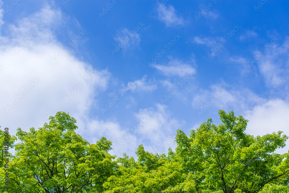 Green tree and Bule sky