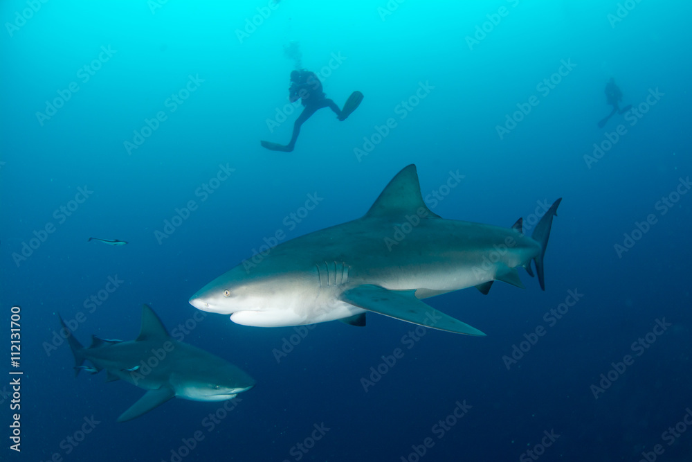 Fototapeta premium giant bull shark / Zambezi Shark swimming in deep blue water