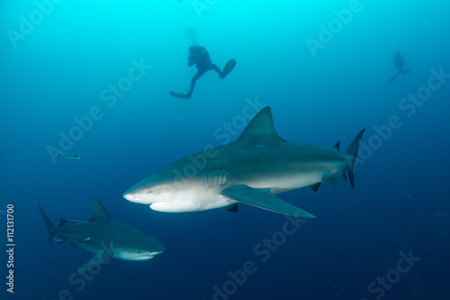 giant bull shark / Zambezi Shark swimming in deep blue water © studio5050