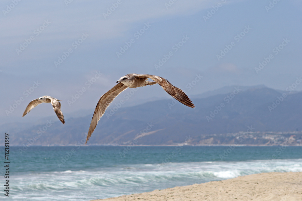 Fototapeta premium Seagulls flying at Santa Monica Beach in California at the Pacific Ocean