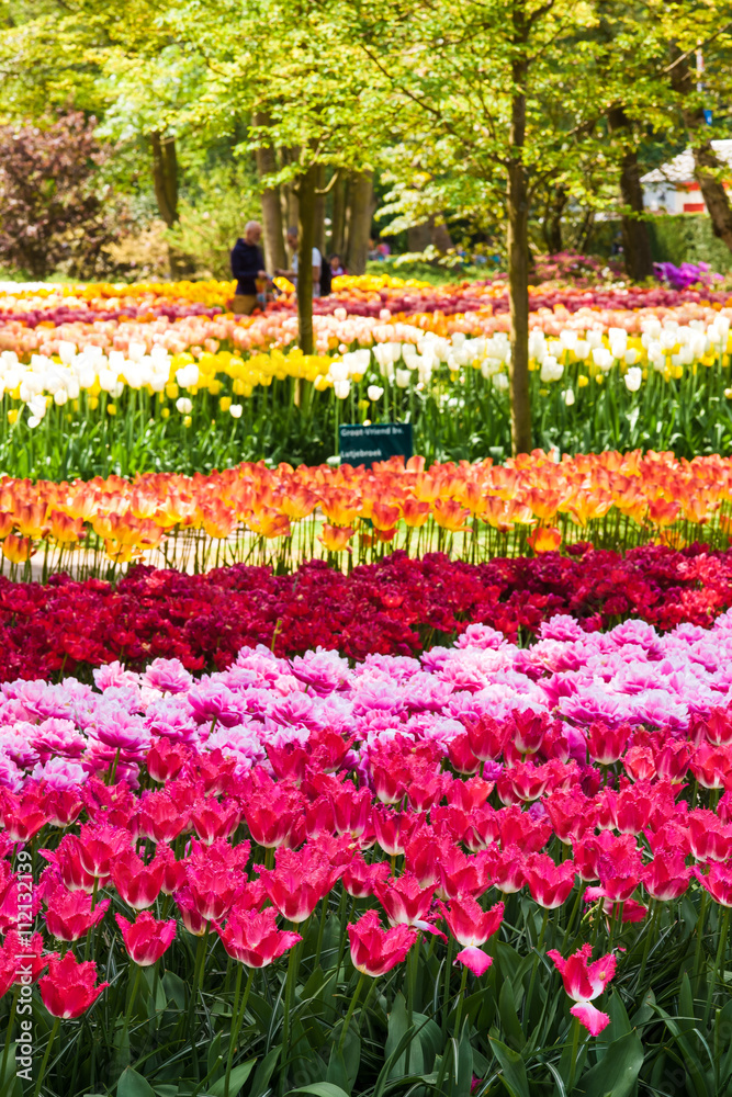 Tulip field in Keukenhof Gardens, Lisse, Netherlands Tulip field in Keukenhof Gardens, Lisse, Netherlands