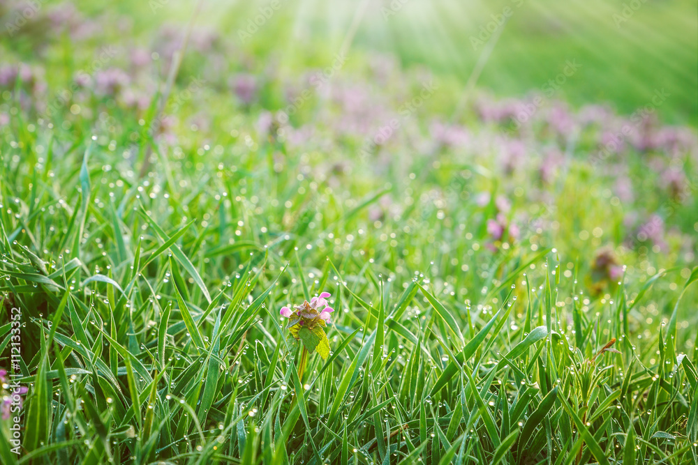 Fresh green grass with dew drops closeup. Nature Background Fresh green grass with dew drops closeup. Nature Background