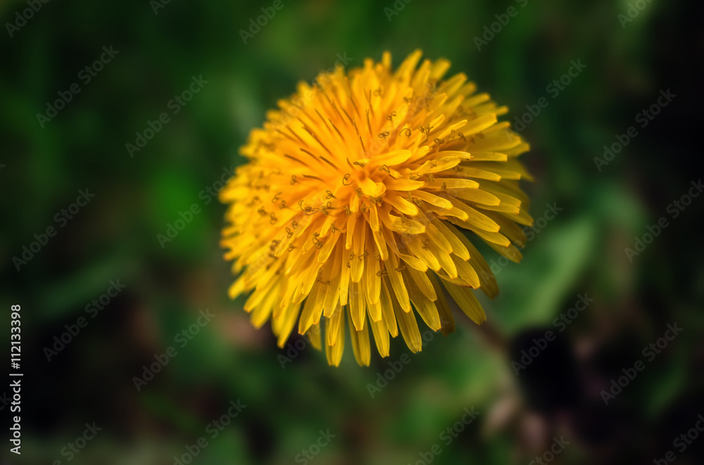 wild flower dandelion. summer flower on a blurred background. wild flower dandelion. summer flower on a blurred background.