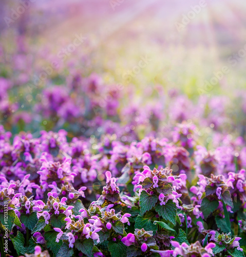 pink spring flowers in the meadow, the morning sun. small depth of field