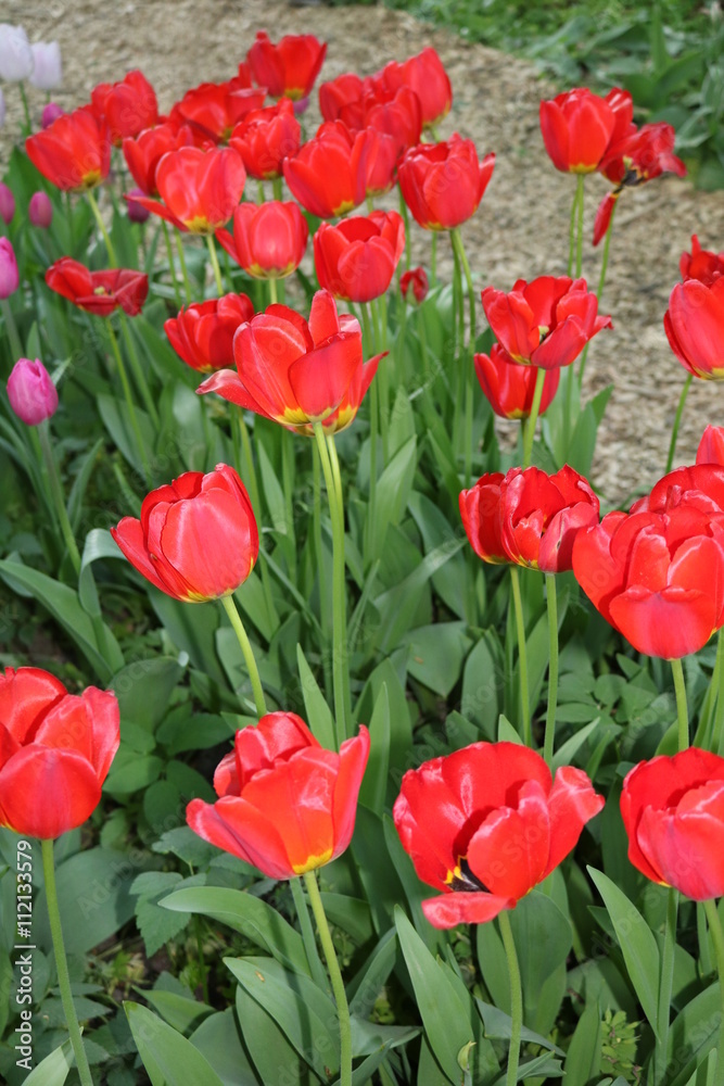 Fototapeta premium Tulip (Tulipa) - genus of perennial herbaceous bulbous plants lily family 