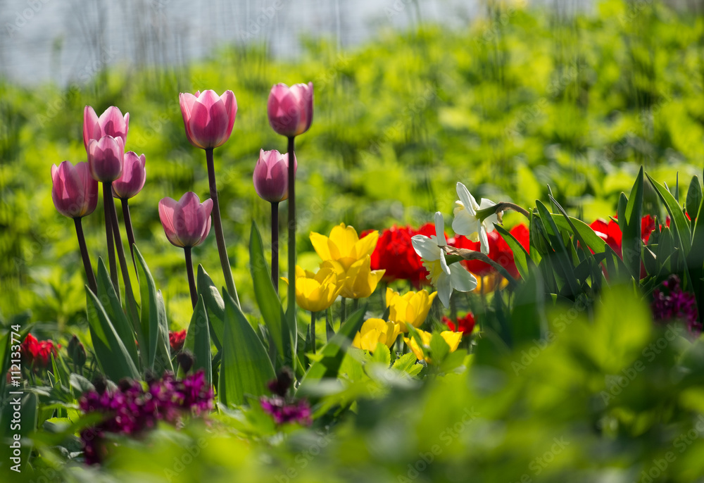 Sunny spring tulips