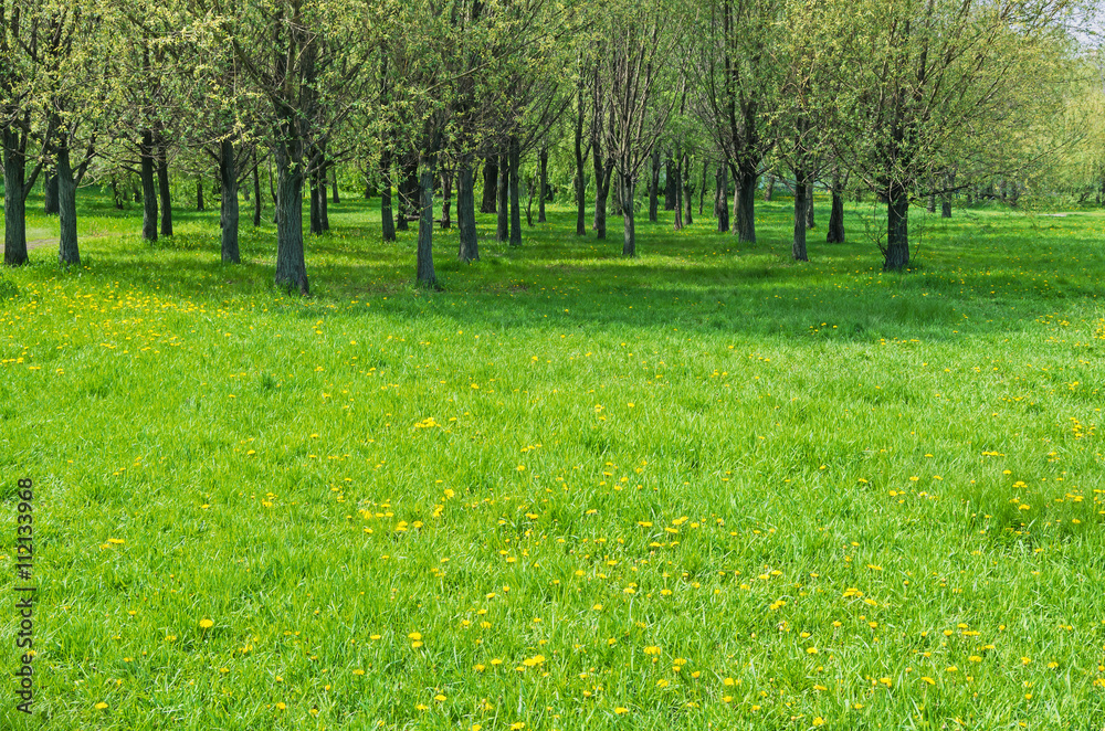 Meadow with dandelions Meadow with dandelions