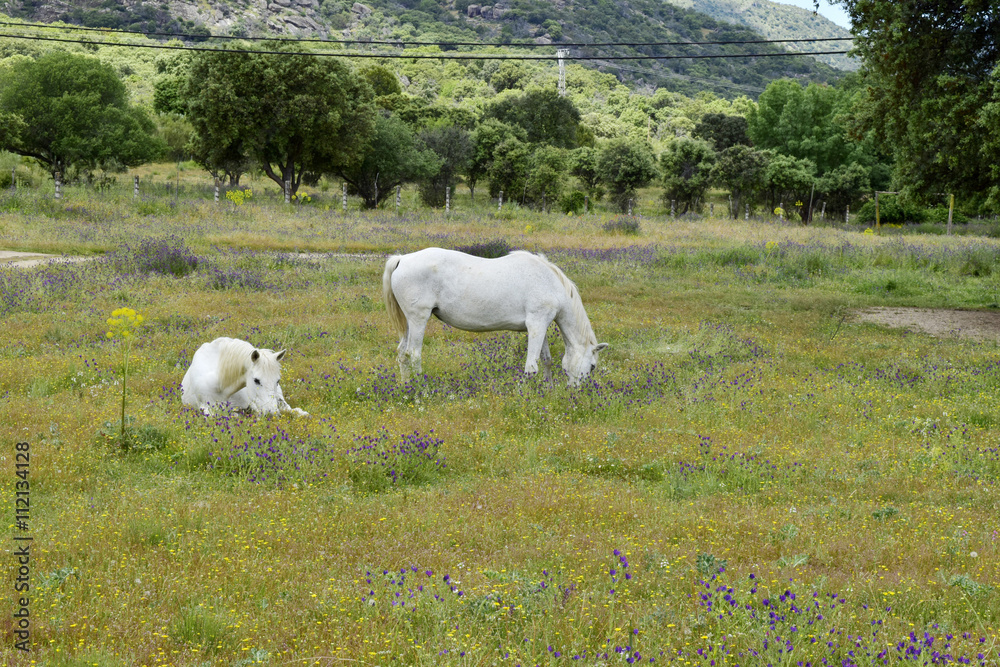horses grazing in the field. photo taken on a farm in the vicinity of Robledo de Chavela in Madrid (Spain). horses grazing in the field. photo taken on a farm in the vicinity of Robledo de Chavela in Madrid (Spain).