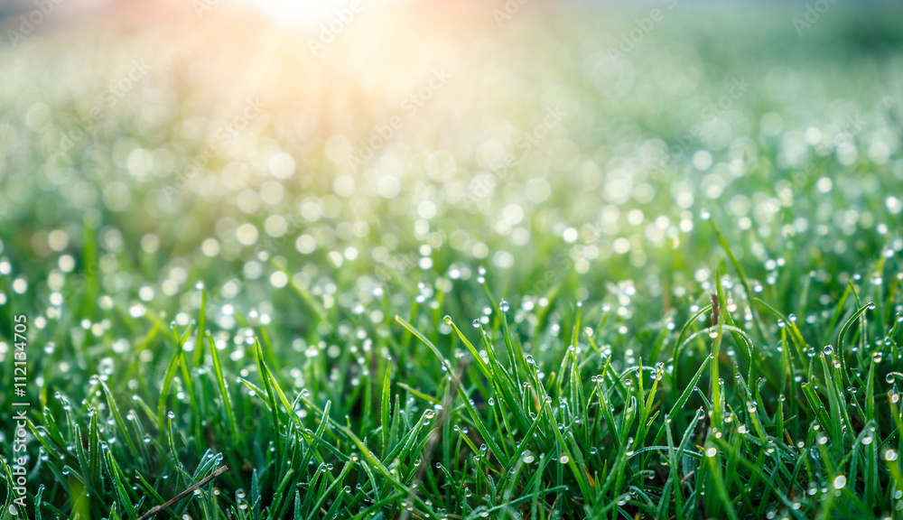 Fototapeta premium background of dew drops on bright green grass with sun beam. Bright natural bokeh. Soft focus. Abstract creative background . small depth of field