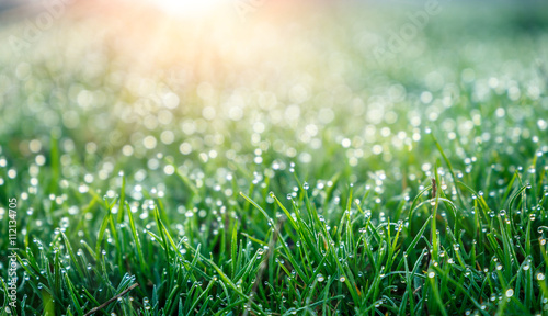 background of dew drops on bright green grass with sun beam. Bright natural bokeh. Soft focus. Abstract creative background . small depth of field