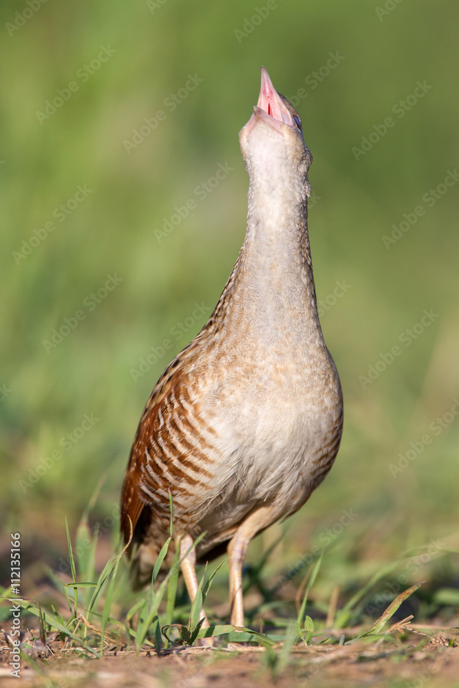 Fototapeta premium Bird a Corn crake sings on a meadow