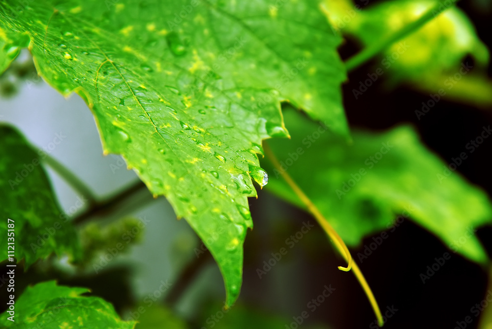 Little water drop on green leave Little water drop on green leave