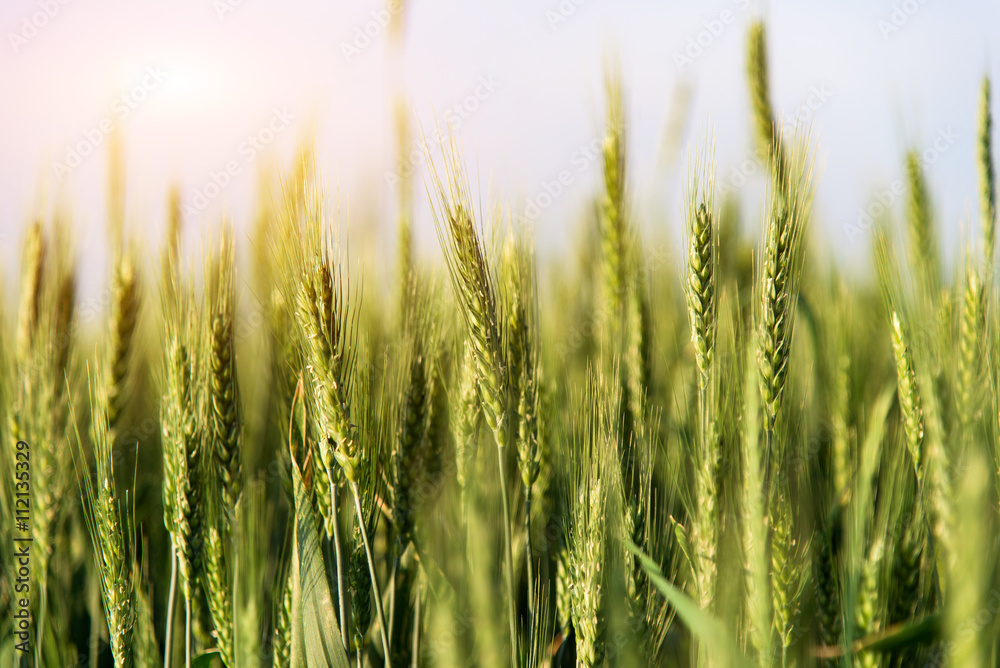 Group of green ears of wheat Group of green ears of wheat