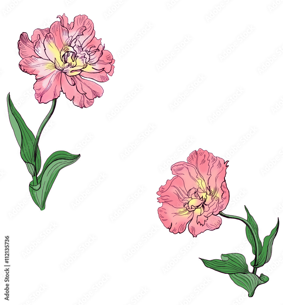Obraz premium Greeting card witn tulip flowers.