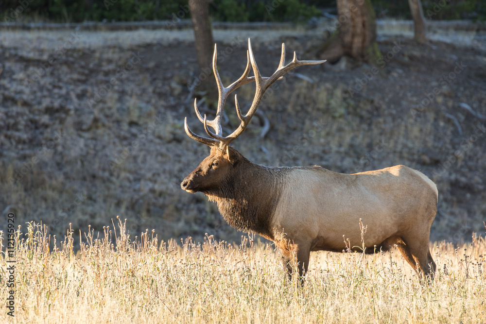 Bull Elk in the Fall Rut Bull Elk in the Fall Rut
