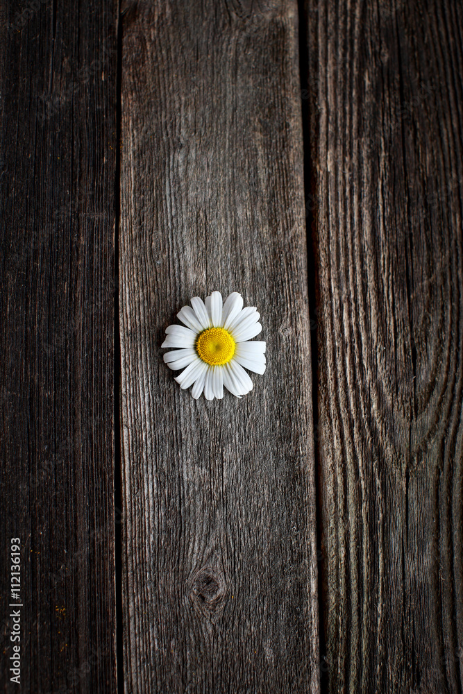 Obraz premium Fresh chamomile flowers on the wooden table