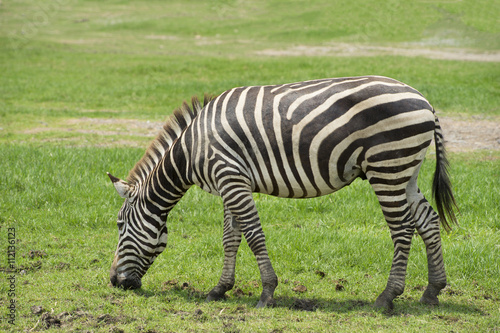 Zebra is eating grass in the field.