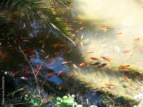 Goldfische im Teich