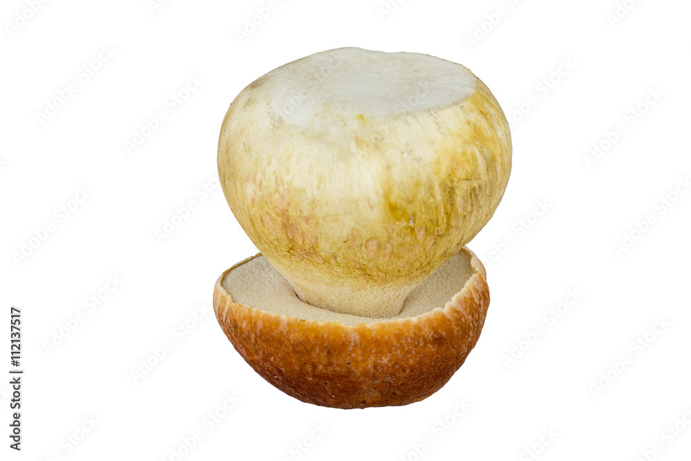 Set of images with mushrooms on white background Set of images with mushrooms on white background