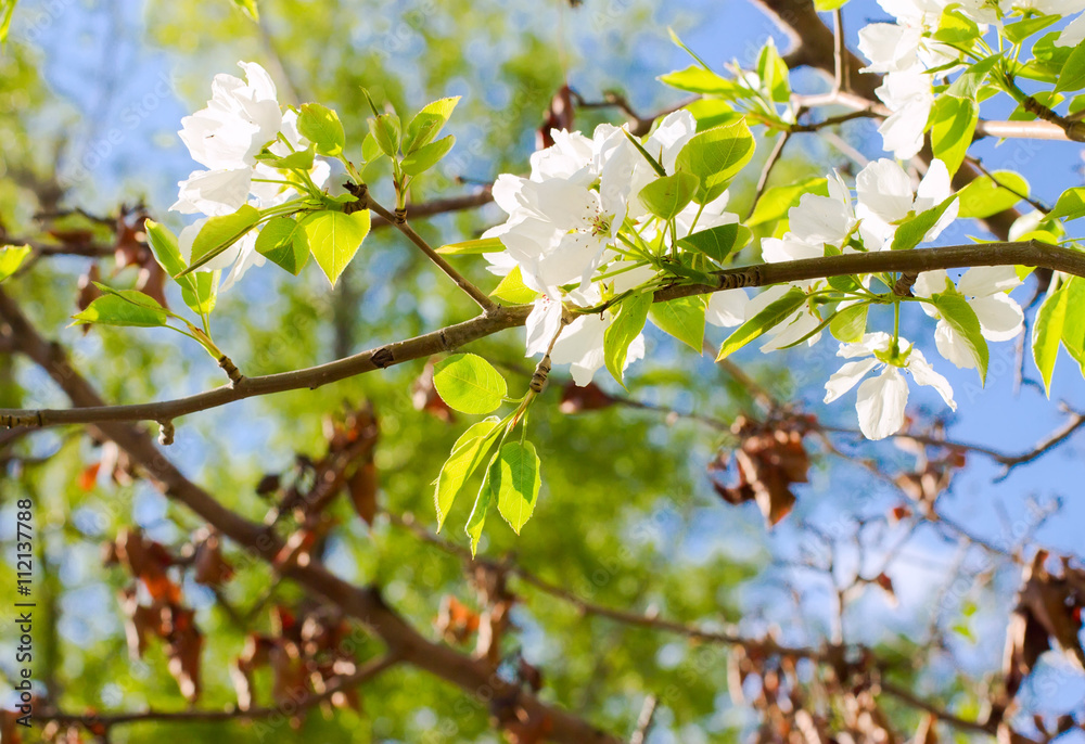 apple flowers are blooming, on background sky apple flowers are blooming, on background sky