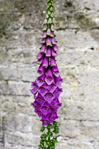 Fototapeta Naklejka Na Ścianę i Meble -  Spray of foxgloves in front of an old whitewashed brick wall