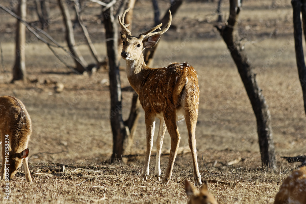 Naklejka premium An alert Indian Spotted deer looks over his shoulder at the camera