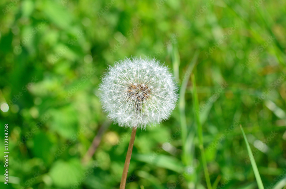 Dandelion close-up photo bright spring. Dandelion close-up photo bright spring.