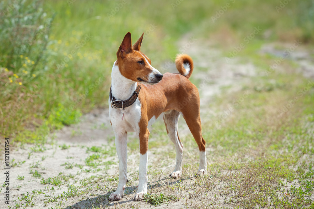 Basenji dog walking in the park