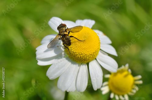 Insect sitting on a beautiful daisy flower.