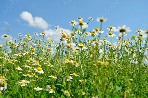 Meadow field daisies, summer photo.