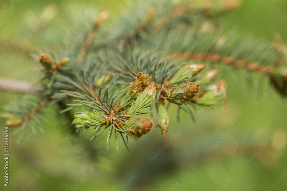 fir branch on the white background fir branch on the white background