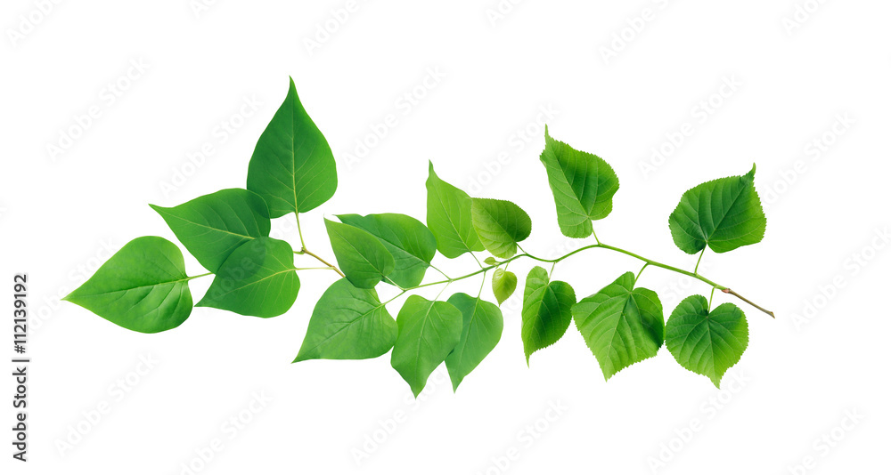 Fototapeta premium Green Leaves Border