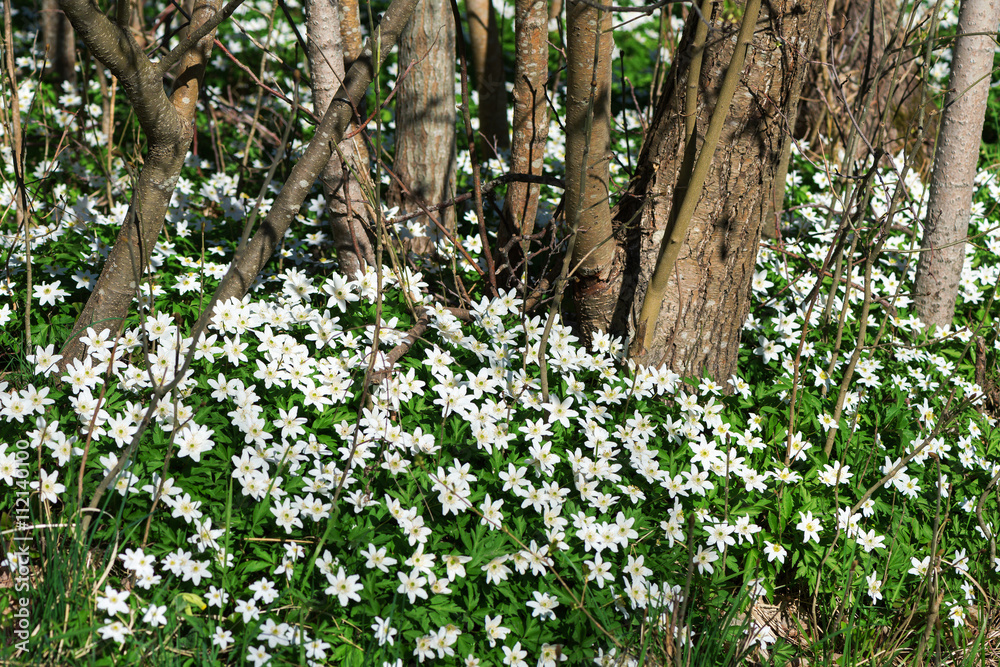 White springflowers of Anemone Nemorosa during a sunny day at fo