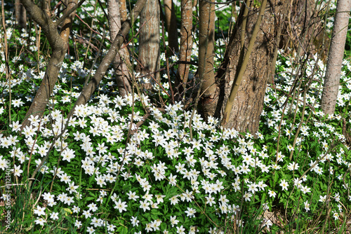 White springflowers of Anem...