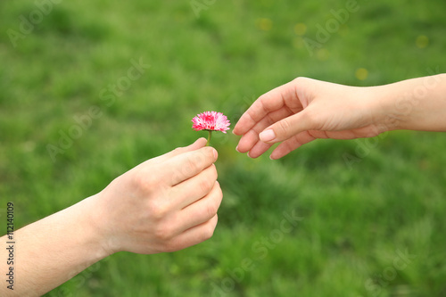 Female and male hands with daisy flower on blurred green grass background