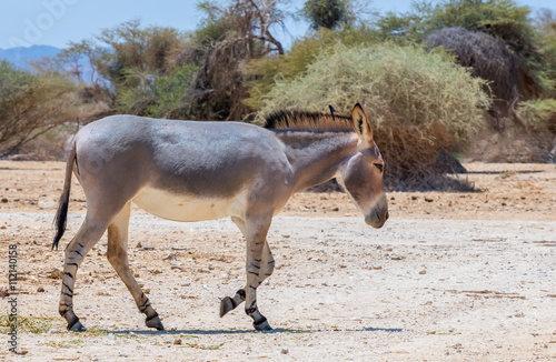 Somali wild donkey (Equus africanus) inhabits nature reserve near Eilat city, Israel