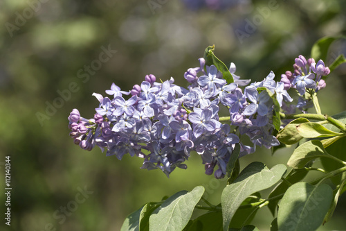 lilac on the white background