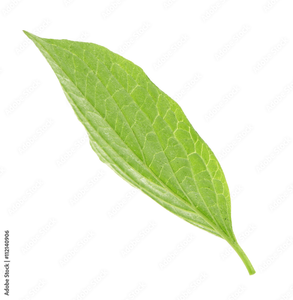 Obraz premium Zielony liść, na białym tle