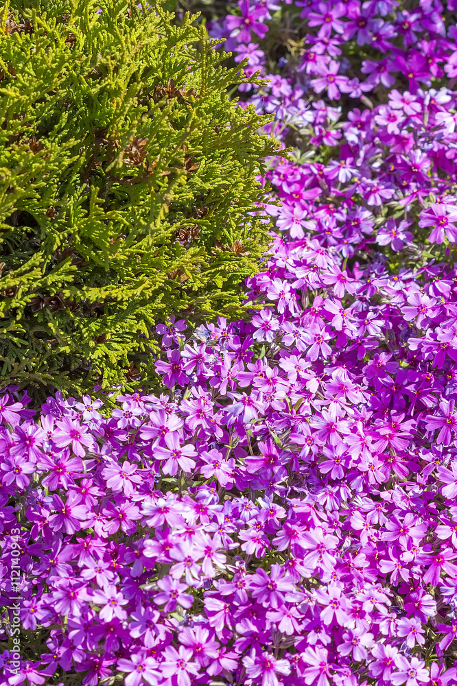Obraz premium Flowering bushes. Phlox subulate
