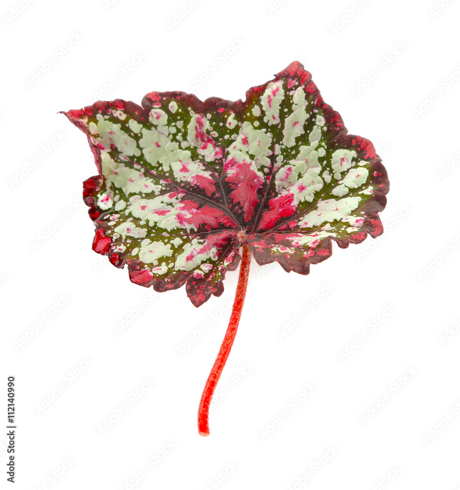 Fototapeta premium Green leaf, isolated on white