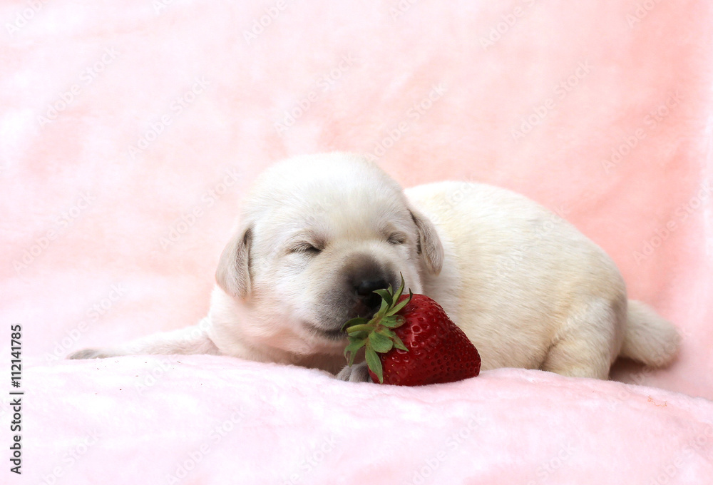 a little labrador puppy on a red background with a strawberry a little labrador puppy on a red background with a strawberry
