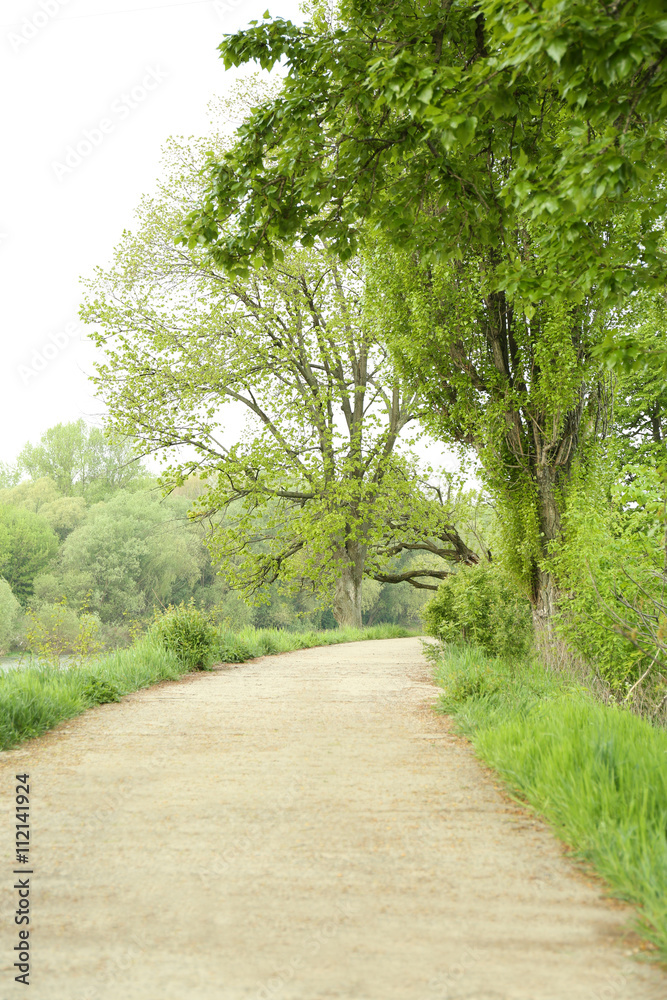 Obraz premium Footpath in a green park