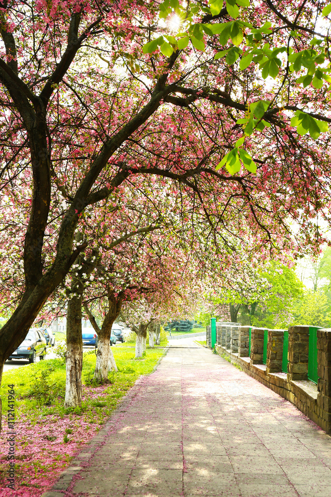 Blooming tree on a spring day