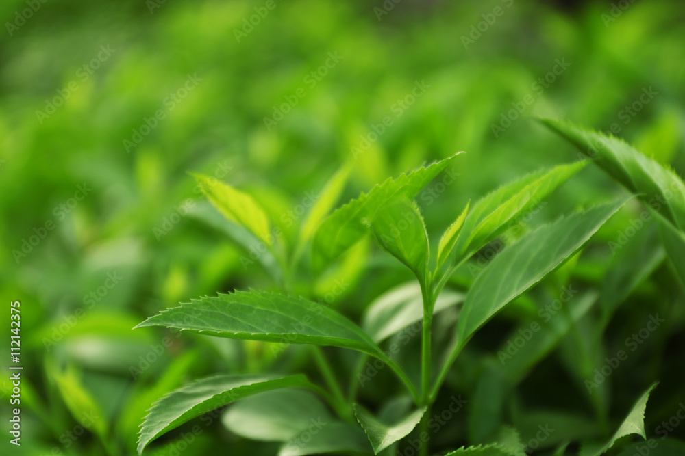 Green bushes foliage outdoors.