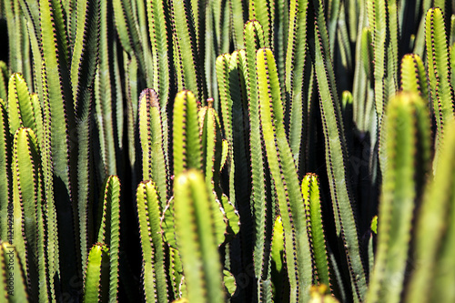 Cacti