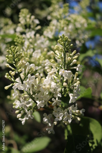 Lilac (Syringa) - beautiful flowering shrubs in gardens dekoratinye   © Argus
