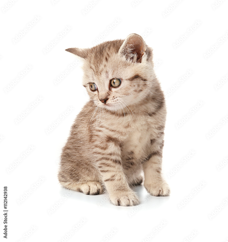 Small cute kitten, isolated on white