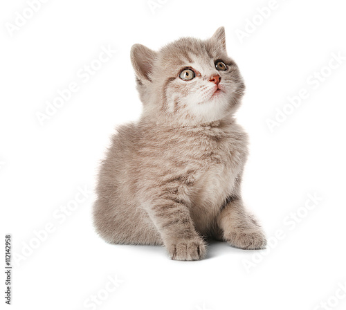 Small cute kitten, isolated on white